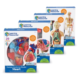 Learning Resources Anatomy Models Set, For Ages 8 and Up