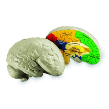 Learning Resources Cross-Section Human Brain Model