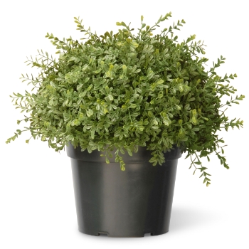 National Tree Company 15&quot; Artificial Mini Tea Leaf Bush, Dark Green Growers Pot