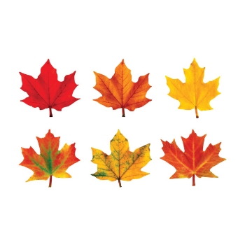 TREND Maple Leaves Classic Accents Variety Pack, 5.5 in x 6 in, 36/Pouch, 3 Pouches/Pack